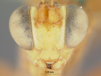 Goryphus_aello_HOLOTYPE