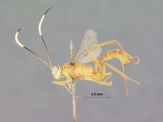Goryphus_aello_HOLOTYPE