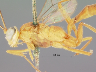 Goryphus_aello_HOLOTYPE