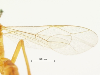 Goryphus_aello_HOLOTYPE