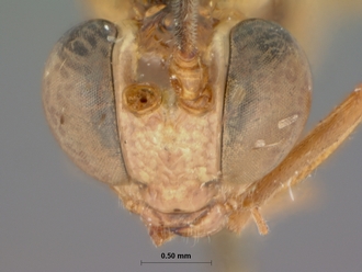 Nematocryptus_exitialis_HOLOTYPE