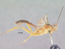 Nematocryptus_exitialis_HOLOTYPE