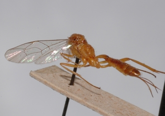 Mesostenus_humilus_HOLOTYPE