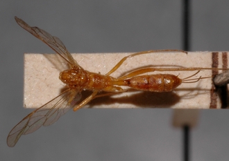 Mesostenus_humilus_HOLOTYPE