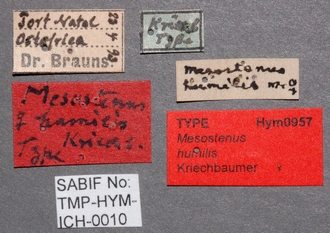 Mesostenus_humilus_labels
