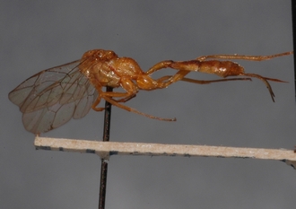 Mesostenus_humilus_HOLOTYPE