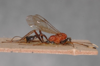 Mesostenus_leptonotus