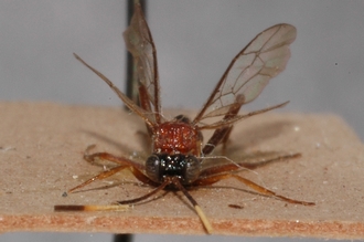 Mesostenus_leptonotus