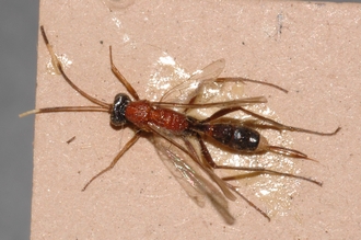 Mesostenus_leptonotus