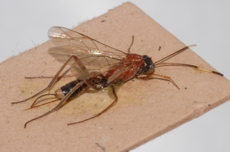 Mesostenus_leptonotus