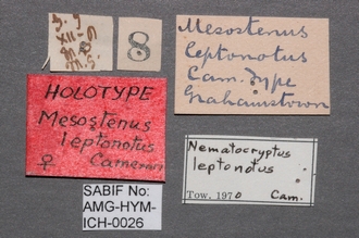 Mesostenus_leptonotus