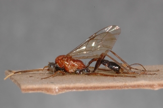 Mesostenus_leptonotus