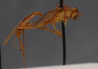 Mesostenus_pallidus_HOLOTYPE