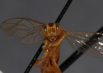 Mesostenus_pallidus_PARATYPE 
