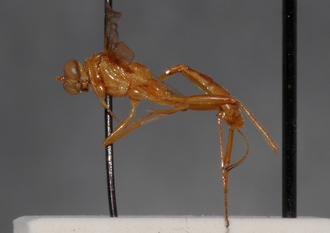 Mesostenus_pallidus_PARATYPE