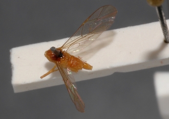 Mesostenus_pallidus_HOLOTYPE