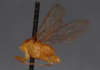 Mesostenus_pallidus_HOLOTYPE
