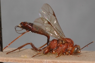 Cryptus_aethiopicus_Lectotype