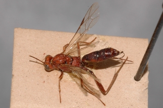 Cryptus_aethiopicus_lectotype