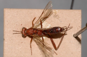 Cryptus_aethiopicus_lectotype