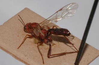 Cryptus_aethiopicus_lectotype