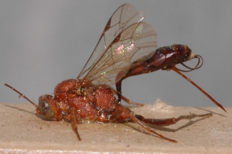 Cryptus_aethiopicus_lectotype