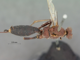 Cryptus_leighi_LECTOTYPE