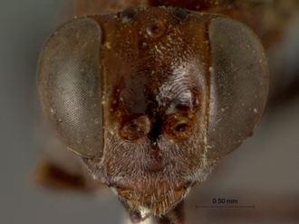 Cryptus_leighi_LECTOTYPE