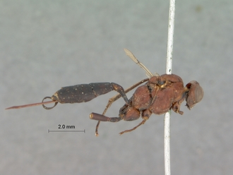 Cryptus_leighi_LECTOTYPE