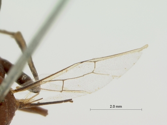 Cryptus_leighi_LECTOTYPE