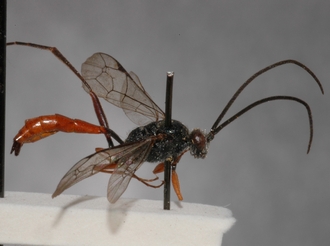 Cryptus_nigritarsis