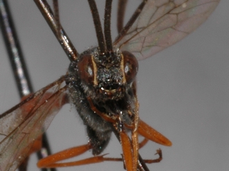 Cryptus_nigritarsis