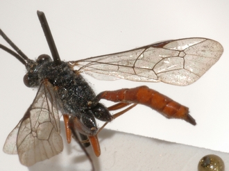 Cryptus_nigritarsis