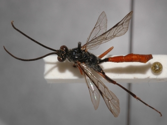 Cryptus_nigritarsis