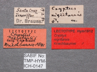 Cryptus_nigritarsis_labels