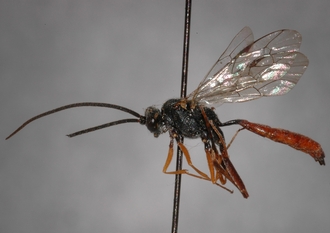Cryptus_nigritarsis