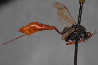 Cryptus_tuberculatus_HOLOTYPE