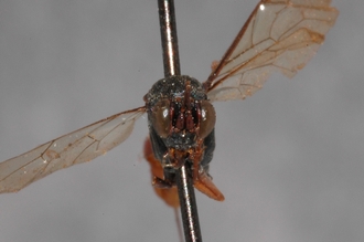 Cryptus_tuberculatus_HOLOTYPE