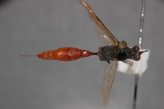 Cryptus_tuberculatus_HOLOTYPE