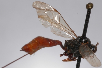 Cryptus_tuberculatus_HOLOTYPE