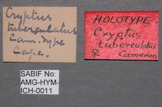 Cryptus_tuberculatus
