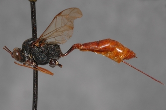 Cryptus_tuberculatus_HOLOTYPE