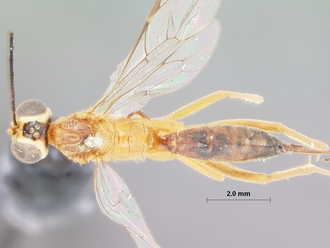Aglaocryptus_glabratus_HOLOTYPE
