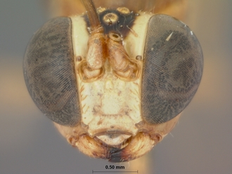 Aglaocryptus_glabratus_HOLOTYPE