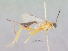 Eurycryptus_spilocephalus_HOLOTYPE