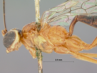 Aglaocryptus_glabratus_HOLOTYPE