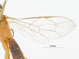 Aglaocryptus_glabratus_HOLOTYPE
