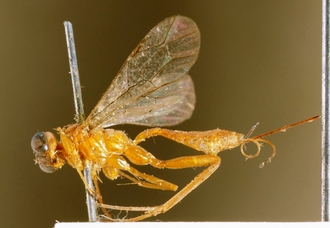 Eurycryptus_spilocephalus