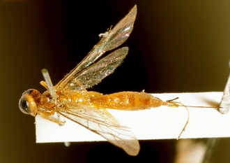 Eurycryptus_spilocephalus_HOLOTYPE