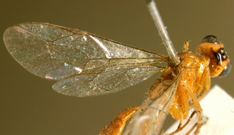 Eurycryptus_spilocephalus_HOLOTYPE